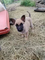 Rakia zamah, a female Belgian Malinois and German Shepherd Dog for sale in Calico Rock, AR – 2 of 6
