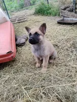 Rakia zamah, a female Belgian Malinois and German Shepherd Dog for sale in Calico Rock, AR – 3 of 6