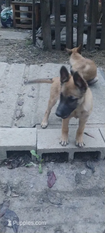 Vega – Belgian Malinois, German Shepherd Dog puppy for sale in Calico Rock, AR