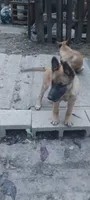 Vega, a female Belgian Malinois and German Shepherd Dog for sale in Calico Rock, AR – 1 of 6