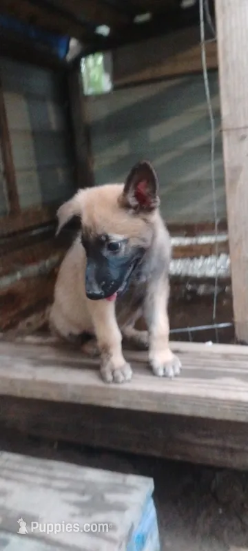 Shema 5 – Belgian Malinois, German Shepherd Dog puppy for sale in Calico Rock, AR