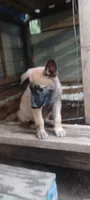 Shema 5, a male Belgian Malinois and German Shepherd Dog for sale in Calico Rock, AR – 1 of 5