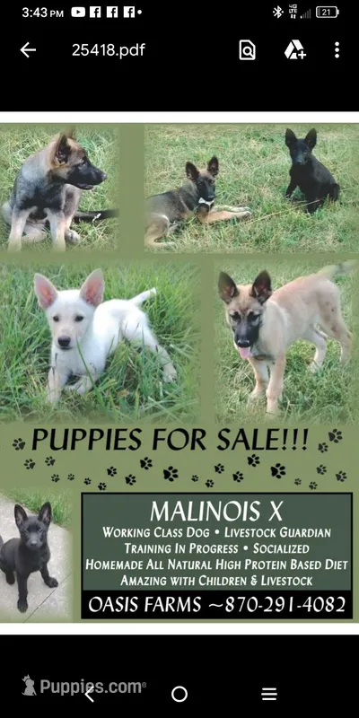 Malinois x, a female Belgian Malinois and German Shepherd Dog for sale in Calico Rock, AR – Photo 1 of 9