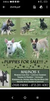 Malinois x, a female Belgian Malinois and German Shepherd Dog for sale in Calico Rock, AR – Photo 1 of 9