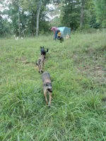 Malinois x, a female Belgian Malinois and German Shepherd Dog for sale in Calico Rock, AR – Photo 9 of 9
