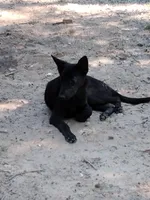 Malinois x, a female Belgian Malinois and German Shepherd Dog for sale in Calico Rock, AR – Photo 8 of 9