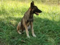 Malinois x, a female Belgian Malinois and German Shepherd Dog for sale in Calico Rock, AR – Photo 6 of 9