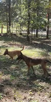 Malinois x, a female Belgian Malinois and German Shepherd Dog for sale in Calico Rock, AR – Photo 3 of 9