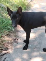 Malinois x, a female Belgian Malinois and German Shepherd Dog for sale in Calico Rock, AR – Photo 5 of 9
