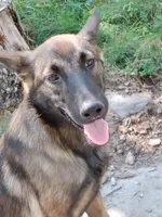 Malinois x, a female Belgian Malinois and German Shepherd Dog for sale in Calico Rock, AR – Photo 2 of 9