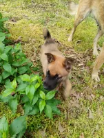 Sable ekmet 2, a female Belgian Malinois and German Shepherd Dog for sale in Calico Rock, AR – 2 of 4