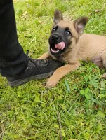 Sable ekmet 2, a female Belgian Malinois and German Shepherd Dog for sale in Calico Rock, AR – 3 of 4