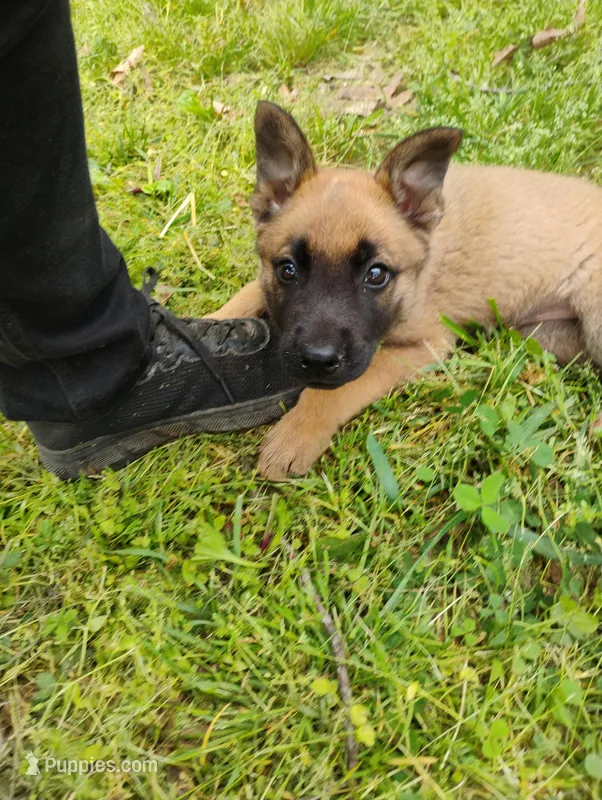 Sable ekmet 2 – Belgian Malinois, German Shepherd Dog puppy for sale in Calico Rock, AR