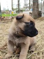 Sable ekmet 2, a female Belgian Malinois and German Shepherd Dog for sale in Calico Rock, AR – Photo 2 of 3