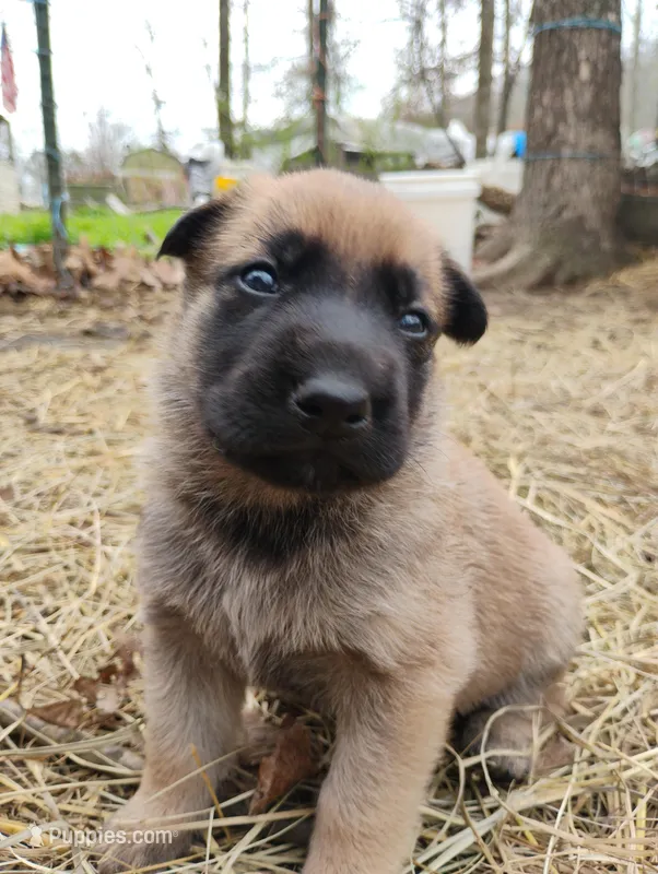 Sable ekmet 2 – Belgian Malinois, German Shepherd Dog puppy for sale in Calico Rock, AR