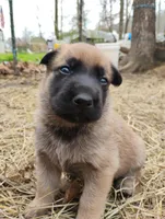 Sable ekmet 2, a female Belgian Malinois and German Shepherd Dog for sale in Calico Rock, AR – Photo 3 of 3