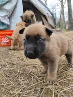 Sable ekmet 2, a female Belgian Malinois and German Shepherd Dog for sale in Calico Rock, AR – Photo 1 of 3