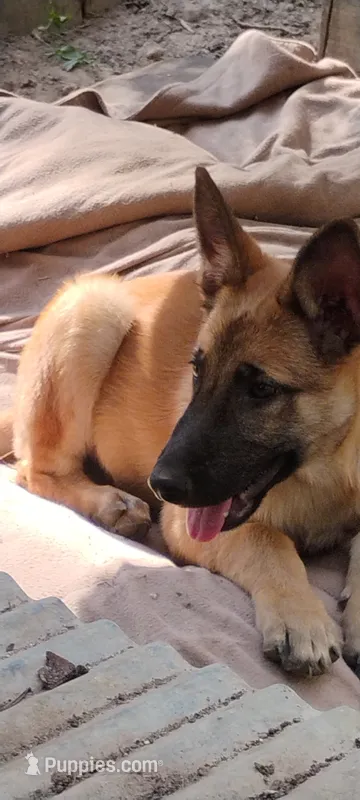 Cipher – Belgian Malinois, German Shepherd Dog puppy for sale in Calico Rock, AR