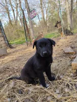 Black 3 ekmet, a female Belgian Malinois and German Shepherd Dog for sale in Calico Rock, AR – Photo 2 of 5