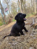 Black 3 ekmet, a female Belgian Malinois and German Shepherd Dog for sale in Calico Rock, AR – Photo 1 of 5