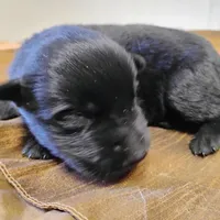 Black 3 ekmet, a female Belgian Malinois and German Shepherd Dog for sale in Calico Rock, AR – Photo 4 of 5