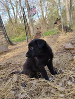 Black 3 ekmet, a female Belgian Malinois and German Shepherd Dog for sale in Calico Rock, AR – Photo 3 of 5