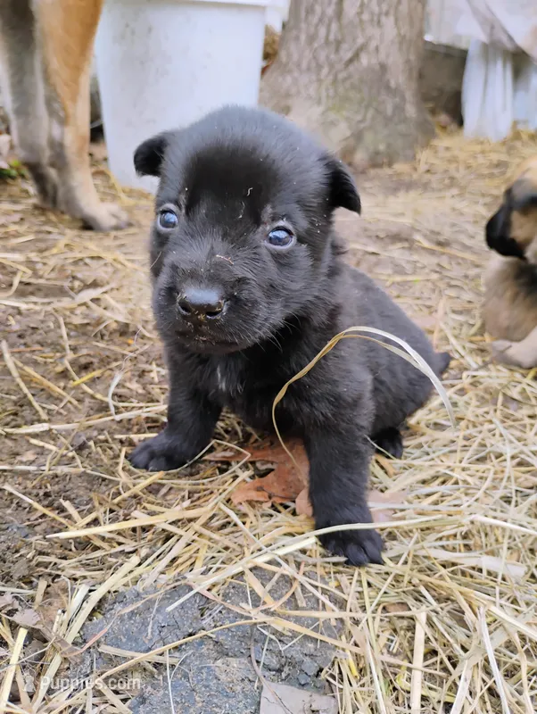 Black 3 ekmet – Belgian Malinois, German Shepherd Dog puppy for sale in Calico Rock, AR
