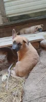 Vega, a female Belgian Malinois and German Shepherd Dog for sale in Calico Rock, AR – 3 of 6