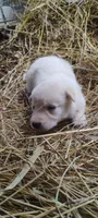 Shema 2, a male Belgian Malinois and German Shepherd Dog for sale in Calico Rock, AR – 3 of 5