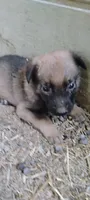 Shema 5, a male Belgian Malinois and German Shepherd Dog for sale in Calico Rock, AR – 4 of 5