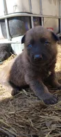 Brindle ekmet1, a male Belgian Malinois and German Shepherd Dog for sale in Calico Rock, AR – Photo 3 of 5