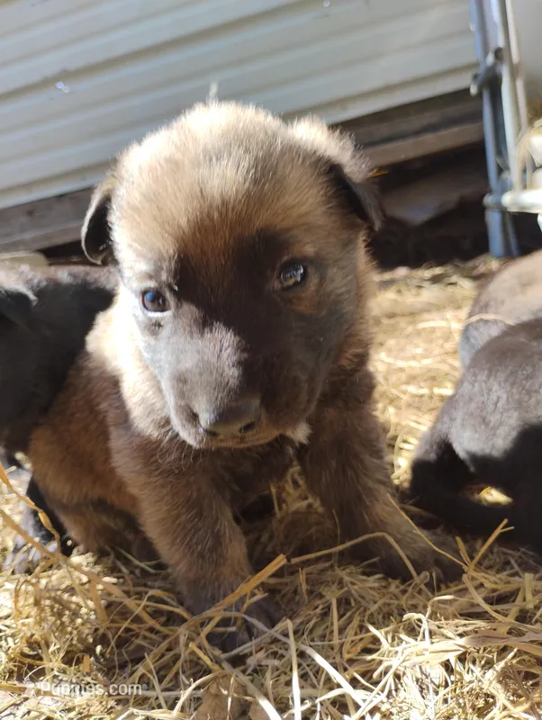 Brindle ekmet1 – Belgian Malinois, German Shepherd Dog puppy for sale in Calico Rock, AR