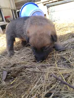 Brindle ekmet1, a male Belgian Malinois and German Shepherd Dog for sale in Calico Rock, AR – Photo 5 of 5