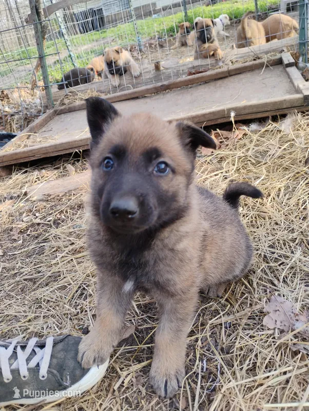 Brindle ekmet1 – Belgian Malinois, German Shepherd Dog puppy for sale in Calico Rock, AR