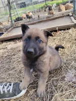 Brindle ekmet1, a male Belgian Malinois and German Shepherd Dog for sale in Calico Rock, AR – Photo 1 of 5