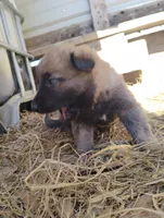 Brindle ekmet1, a male Belgian Malinois and German Shepherd Dog for sale in Calico Rock, AR – Photo 4 of 5