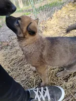 Brindle ekmet1, a male Belgian Malinois and German Shepherd Dog for sale in Calico Rock, AR – Photo 2 of 5