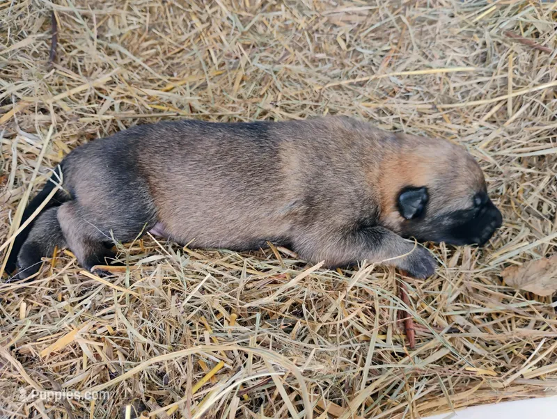 Brindle ekmet1