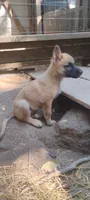 Shema 6, a female Belgian Malinois and German Shepherd Dog for sale in Calico Rock, AR – 3 of 4