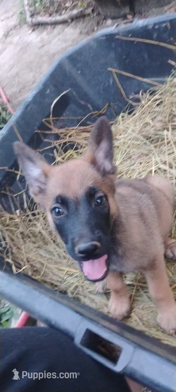 Shema 7 – Belgian Malinois, German Shepherd Dog puppy for sale in Calico Rock, AR