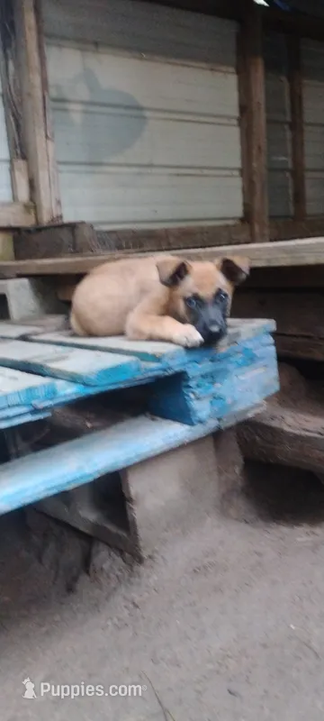 Lyric2 – Belgian Malinois, German Shepherd Dog puppy for sale in Calico Rock, AR