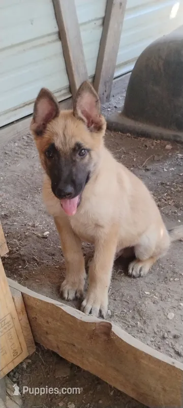 Rockeyah  – Belgian Malinois, German Shepherd Dog puppy for sale in Calico Rock, AR