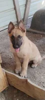 Rockeyah , a male Belgian Malinois and German Shepherd Dog for sale in Calico Rock, AR – 1 of 5