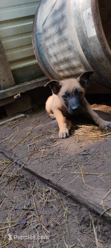 Shema 5 – Belgian Malinois, German Shepherd Dog puppy for sale in Calico Rock, AR