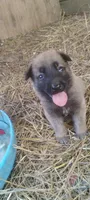 Shema 9, a male Belgian Malinois and German Shepherd Dog for sale in Calico Rock, AR – 2 of 5