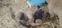 Shema 9, a male Belgian Malinois and German Shepherd Dog for sale in Calico Rock, AR – 4 of 5