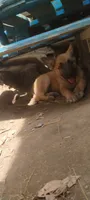 Shema 8, a male Belgian Malinois and German Shepherd Dog for sale in Calico Rock, AR – 3 of 7