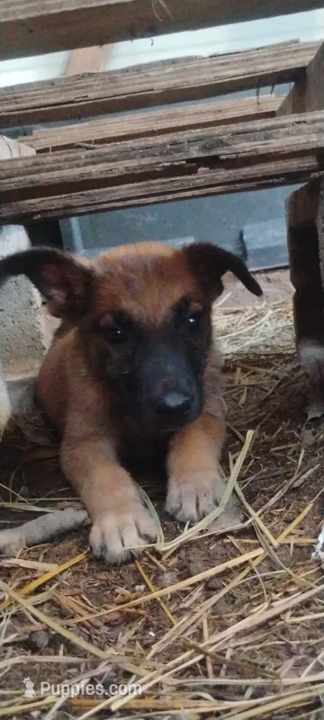 Lyric3 – Belgian Malinois, German Shepherd Dog puppy for sale in Calico Rock, AR