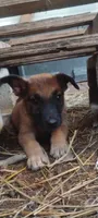Lyric3, a male Belgian Malinois and German Shepherd Dog for sale in Calico Rock, AR – 3 of 6