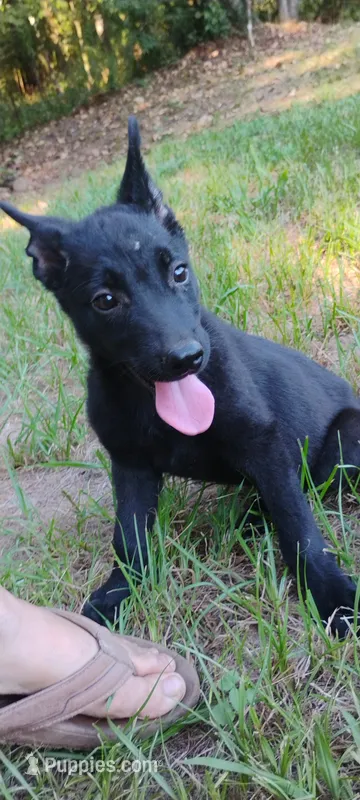 Shema 4 – Belgian Malinois, German Shepherd Dog puppy for sale in Calico Rock, AR